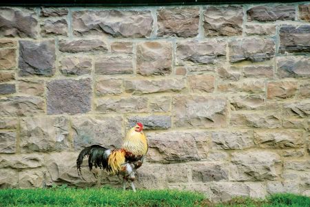 Keeping Chickens Allows You to Observe Chicken Behavior Image